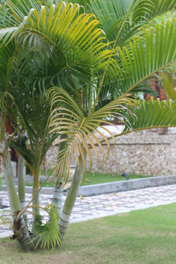 נוסה פנידה Gepah Garden Cottage מראה חיצוני תמונה